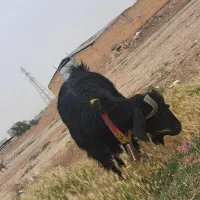 بره نر