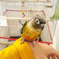 گرینچیک‌عروس‌کوتوله