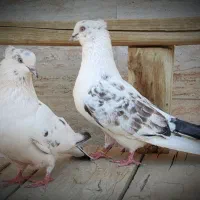 یکجفت کفتر گرو