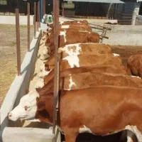 گوساله های سیمینتال اصل نروماده