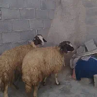 فروش 2عدد شک سنجاب اصیل