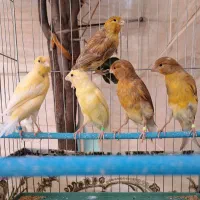 قناری موزاییکی و دارچینی