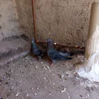 کبوتر اصفهانی