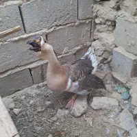 فروش غاز خارجی
