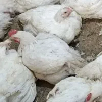 مرغ گوشتی