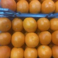 نیروی ساده برای میوه فروشی