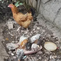 مرغ و ۹ عدد جوجه