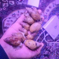 فروش حلزون اچاتینا