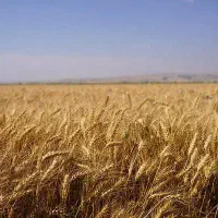 گندم آبی رقم پیشگام