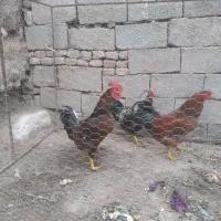 ۱۲۰۰۰۰۰|حیوانات مزرعه|ماهان, |دیوار