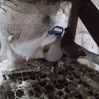 کبوتر پرشی چنتا ماده چنتا جفت برای جوجه کشی
