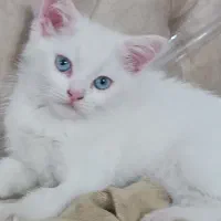 گربه نر بریتیش