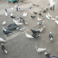 ۶۵تاکبوتر یکجا دونه ۱۵۰ تکی قیمت فرق میکنه