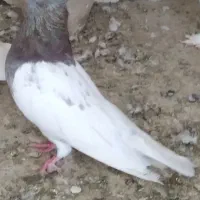 کفتر کله قرمز ، سبز و قره کوینح