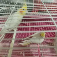 عروس هلندی جفت