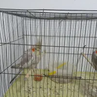 عروس هلندی