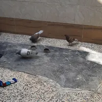 مجسمه کبوتر