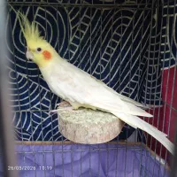 عروس هلندی نر