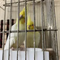 یه جفت عروس هلندی جفت شده با قفس در حال تخم گذاری|پرنده|تهران, مهرآباد جنوبی|دیوار