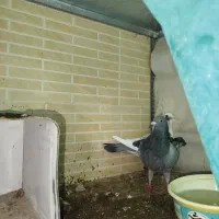 کفتر|پرنده|تفت, |دیوار