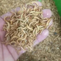 آموزش وپرورش و فروش کرم میلورم زنده و سوپر ورم