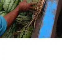 هندوانه بهترین هندوانه