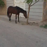 تروبرد صد