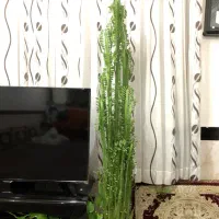 گل افوربیا تیریگونا