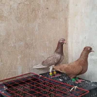 نر ماده تخم بچی