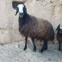قوچ شال