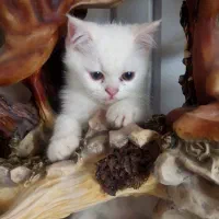 گربه|گربه|مشهد, بهشت|دیوار