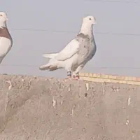 طوق الماسی نر