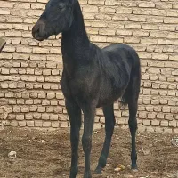 کره مادیان ترکمن ۷ماهه