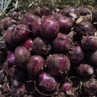 پیاز قرمز