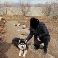 فروش سگ هاسگی