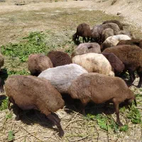میش|عمده‌فروشی|لیلان, |دیوار
