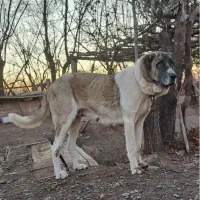 سگ خراسانی گمشده