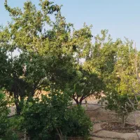 باغ-شهر-1720متری