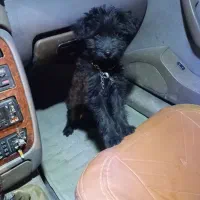 سگ پاپی مشکی