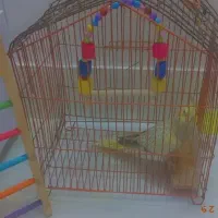 عروس هلندی با تجهیزات