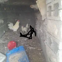 مرغ محلی ریشی خروس چهل تاژ