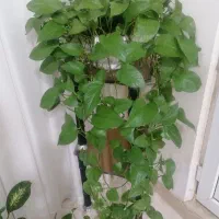 گل طبیعی پتوس