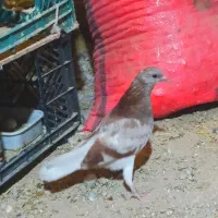 جوجه کبوتر پرشی