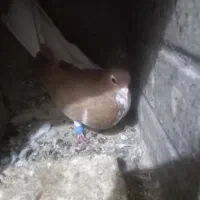 پرنده