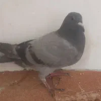 جوجه پلاکی