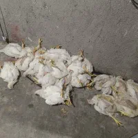 تلفات مرغ گوشتی