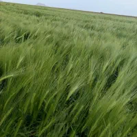 خرید فروش کاه