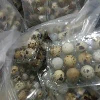 تخم خوراکی بلدرچین