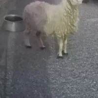 میش