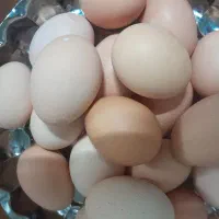 با سلام یک خروس جوان و۲ عددمرغ تخم گذار